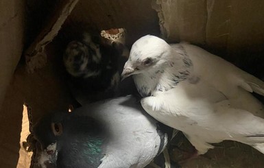 Оправдания контрабандиста: Гнался через границу за собакой и нашел два ящика голубей