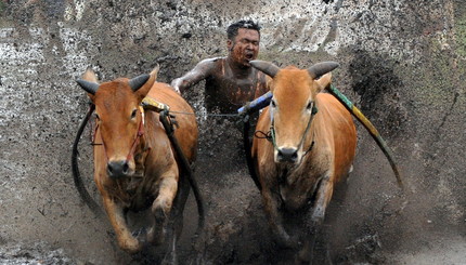 Жокей подстегивает своих коров во время забега быков Паку Джави