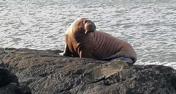 На ирландском острове впервые обнаружили моржа