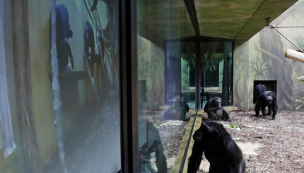 Шимпанзе смотрят на гигантский экран в своем вольере