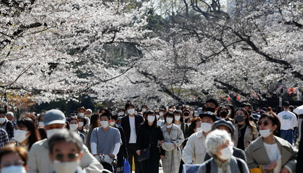 Посетители в защитных масках любуются цветущими цветами сакуры