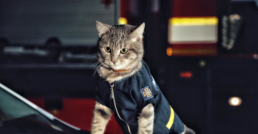 Киевские спасатели приютили котенка, назвали его в честь виски и присвоили звание майора