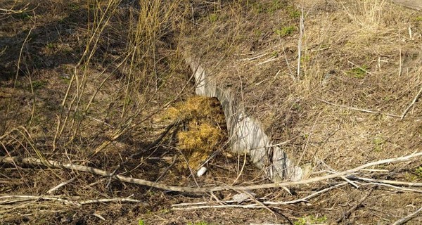 В Киеве задержали подозреваемых в убийстве активиста