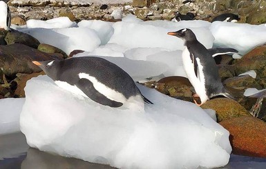 Украинским полярникам запрещено гладить пингвинов