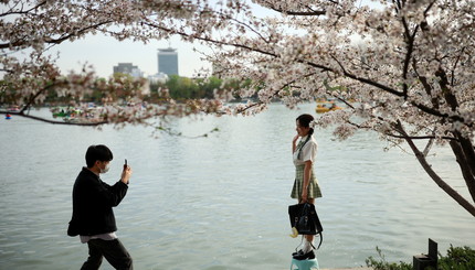 Люди фотографируются рядом с цветущим деревом 