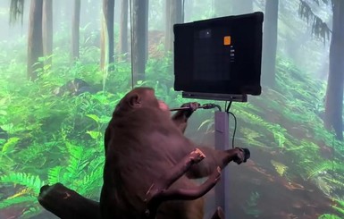 У Илона Маска показали видео с чипированной обезьяной, которая играет в видеоигры