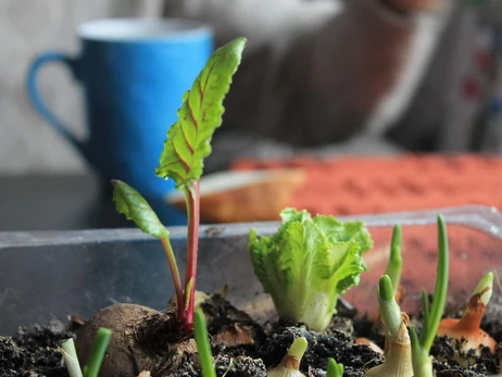 Огород на подоконнике: какие овощи и зелень можно вырастить в квартире