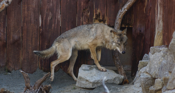 На курортах Азова появились донецкие волки