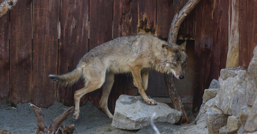 На курортах Азова появились донецкие волки
