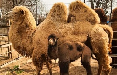 В одесском зоопарке родился милый верблюжонок