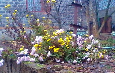 В Запорожье продолжают цвести хризантемы  