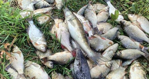 В Днепровском водохранилище из-за жары массово гибнет рыба