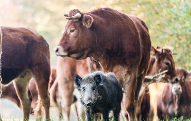 В Германии стадо коров взялось воспитывать дикого кабана, как родного