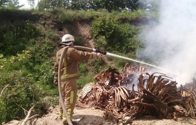 В Киевской области пожарные обнаружили кладбище костей животных