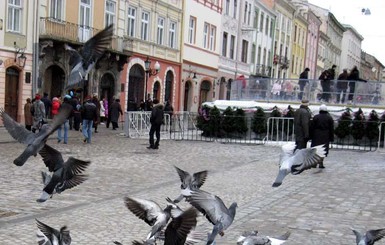 Львовские экологи и священники просят не кормить голубей в центре города
