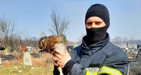 Во время пожара на харьковском кладбище спасли зайчонка