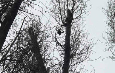 В Днепре спасатели забрались на огромное дерево ради птицы 