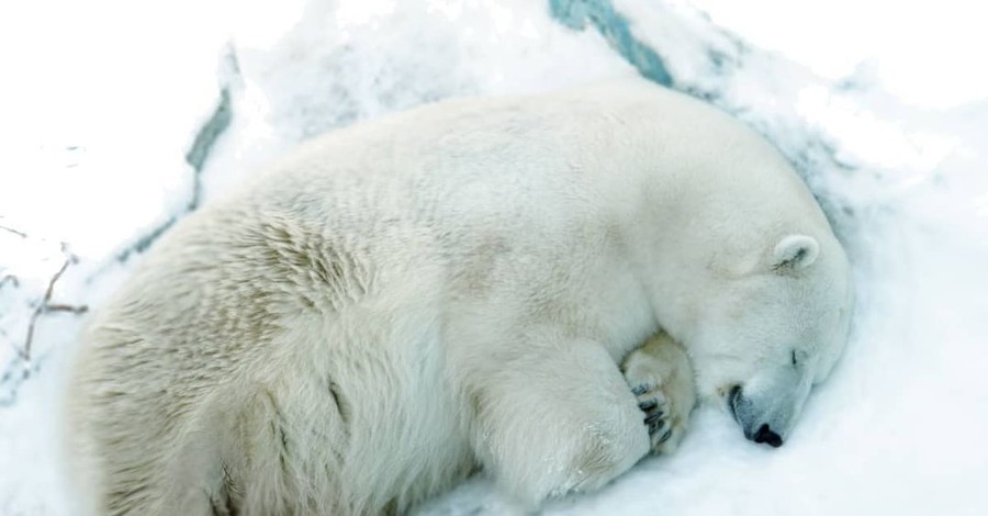 В зоопарке Екатеринбурга белый медведь умер после того, как проглотил брошенный ребенком мяч