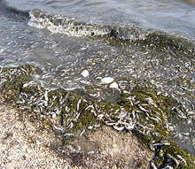 На пляжи Новой Каховки вынесло 100 тонн дохлой рыбы 