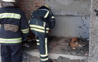 В Александрии спасли собаку, которая застряла в подвале недостроя