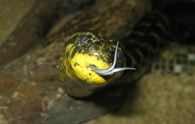 Первый в 2021 году укус змеи зафиксировали на Львовщине