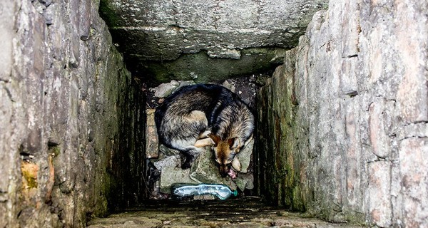 На Пасху днепропетровские спасатели достали из ямы угодившую туда собаку