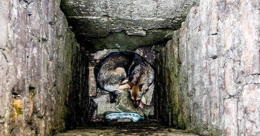 На Пасху днепропетровские спасатели достали из ямы угодившую туда собаку