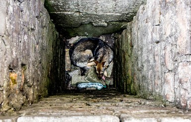 На Пасху днепропетровские спасатели достали из ямы угодившую туда собаку