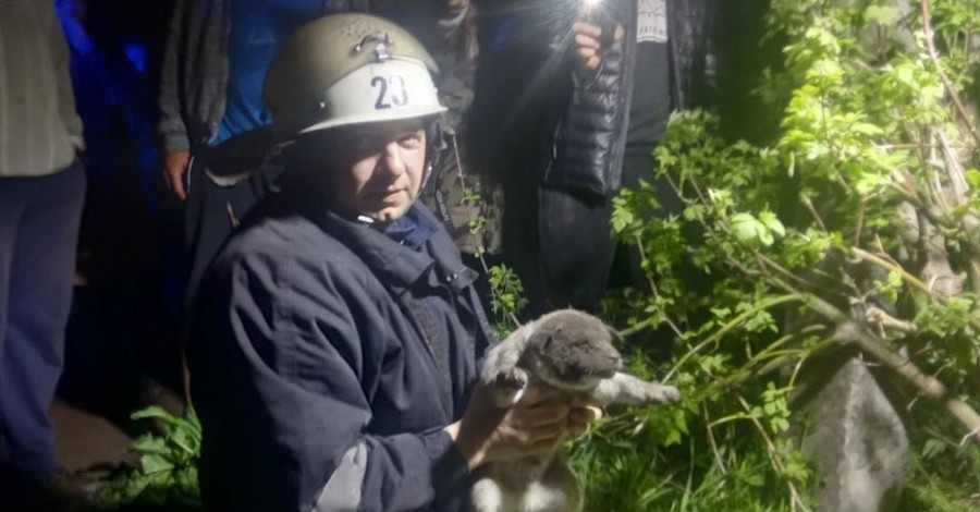 На Кировоградщине спасли крошечного щенка, который провалился в яму