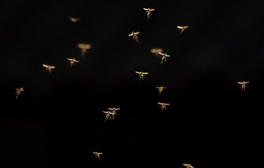 На волю выпустили ГМО-комаров от компании, которую финансирует Билл Гейтс