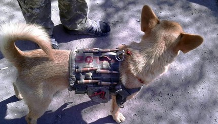 В зоне АТО собака пришла на помощь солдатам на передовой