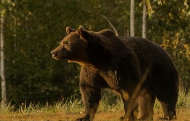 Принца Лихтенштейна обвиняют в убийстве самого большого медведя Евросоюза