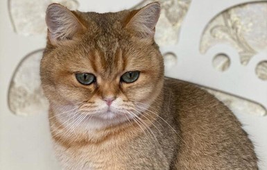 Антон Геращенко о коте, прервавшем его выступление на ток-шоу: Мы назвали его в честь Черчилля  