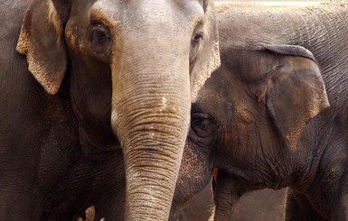 В Индии слоны сохранили жизнь птенцам и стали звездами соцсетей