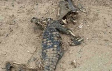 На пляже в Кирилловке отдыхающие нашли мертвого крокодила