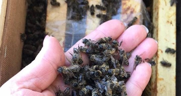 Укрпочта откажется от перевозки пчел после того, как уморила 8 миллионов насекомых