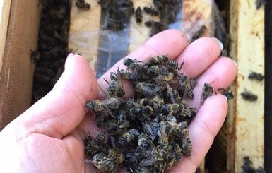 Укрпочта откажется от перевозки пчел после того, как уморила 8 миллионов насекомых