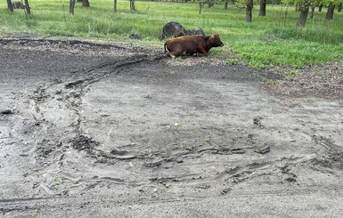 На Луганщине водитель сбил корову