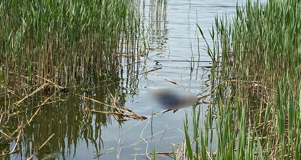 В Николаеве нашли мертвым бизнесмена, которого разыскивали несколько дней