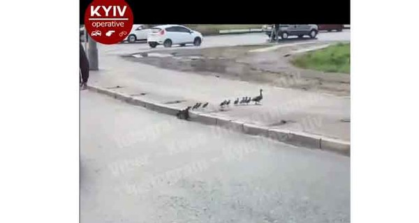 В центре Киева водители остановили движение на проспекте, чтобы пропустить утку с утятами