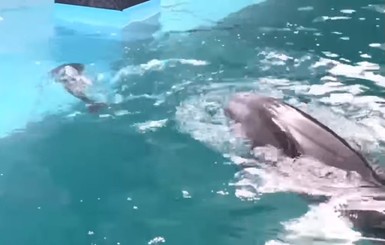 В Одесском дельфинарии показали новорожденного дельфиненка