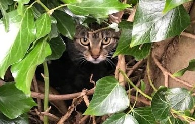 В Великобритании кошка с котятами поселилась в гнезде
