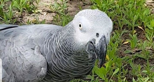 Сила интернета: под Днепром отыскали попугая, который улетел от дома на 30 километров