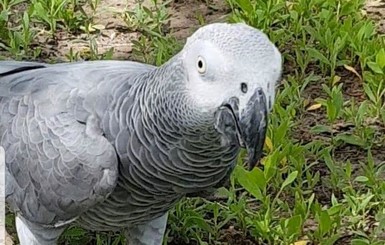 Сила интернета: под Днепром отыскали попугая, который улетел от дома на 30 километров