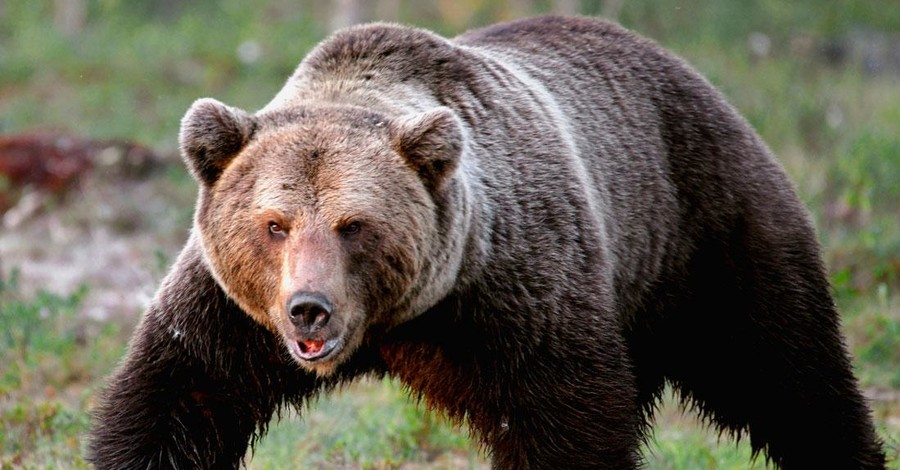 На Ивано-Франковщине опасаются нашествия медведей: хищники спускаются с гор