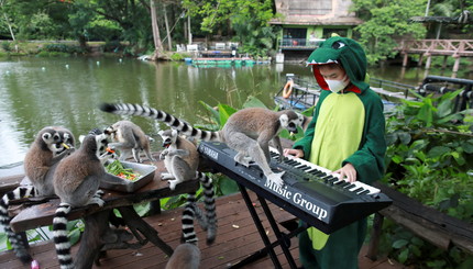 11-летняя Сеенлада Супат, играет на клавишных для животных в зоопарке в Чонбури  Таиланд.