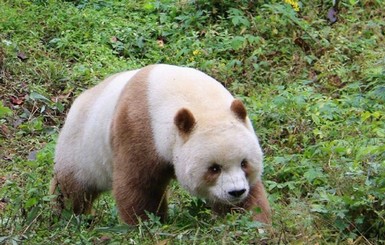 В Шэньси показали единственную в мире коричневую панду, живущую в неволе