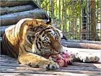 Из-за посетителей в Одесском зоопарке умирают животные 