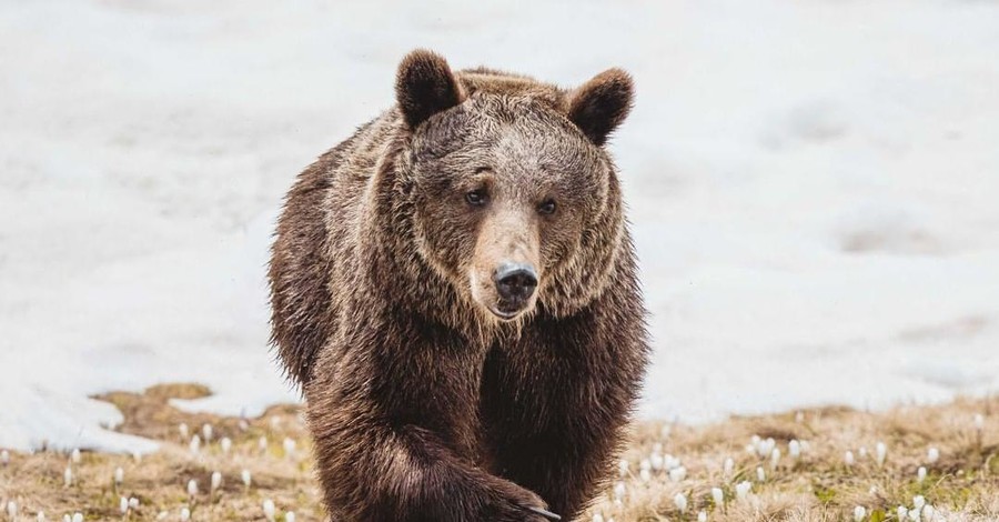 Самую одинокую медведицу из Украины выпустили на волю