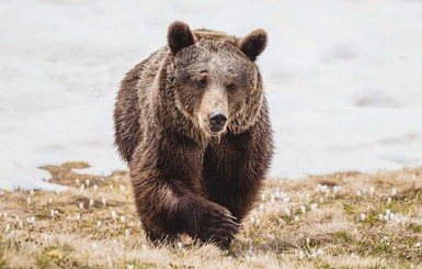 Самую одинокую медведицу из Украины выпустили на волю